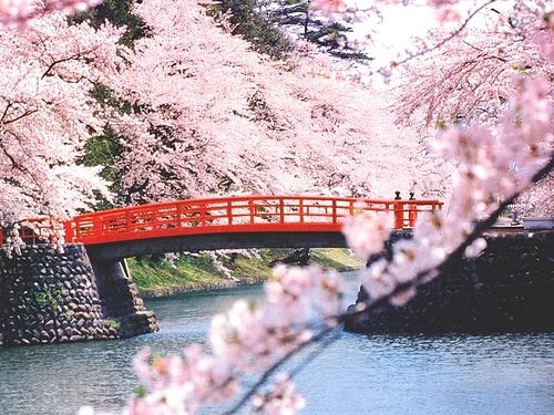 Cherry blossom dating