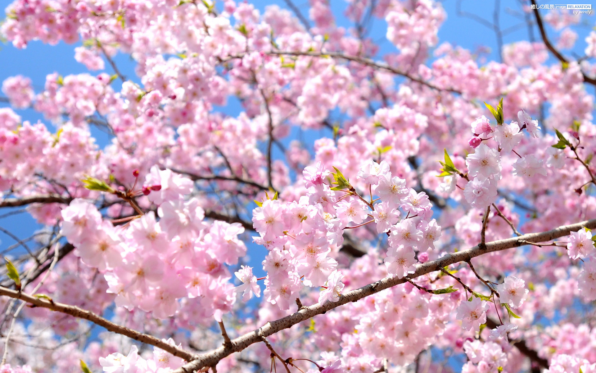 春といえば桜 壁紙にしたいほど綺麗な桜の画像まとめ 高画質 Naver まとめ