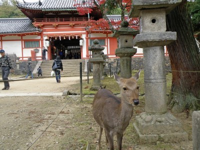 deer and temple