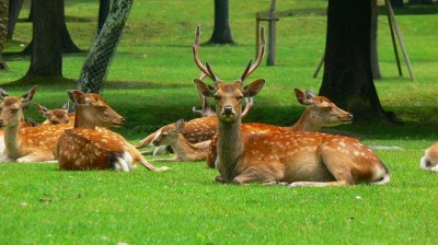 nara deer 2