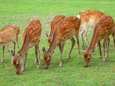 nara deer