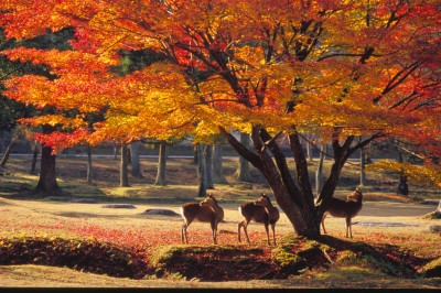 nara park autumn