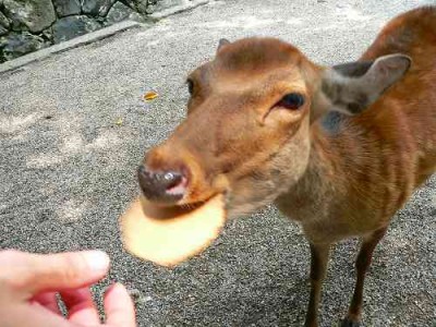 shika senbei