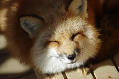 kitsune - fox in Japanese