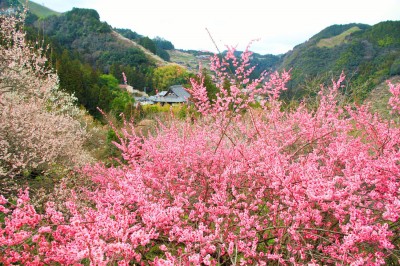 japanese plum blossoms