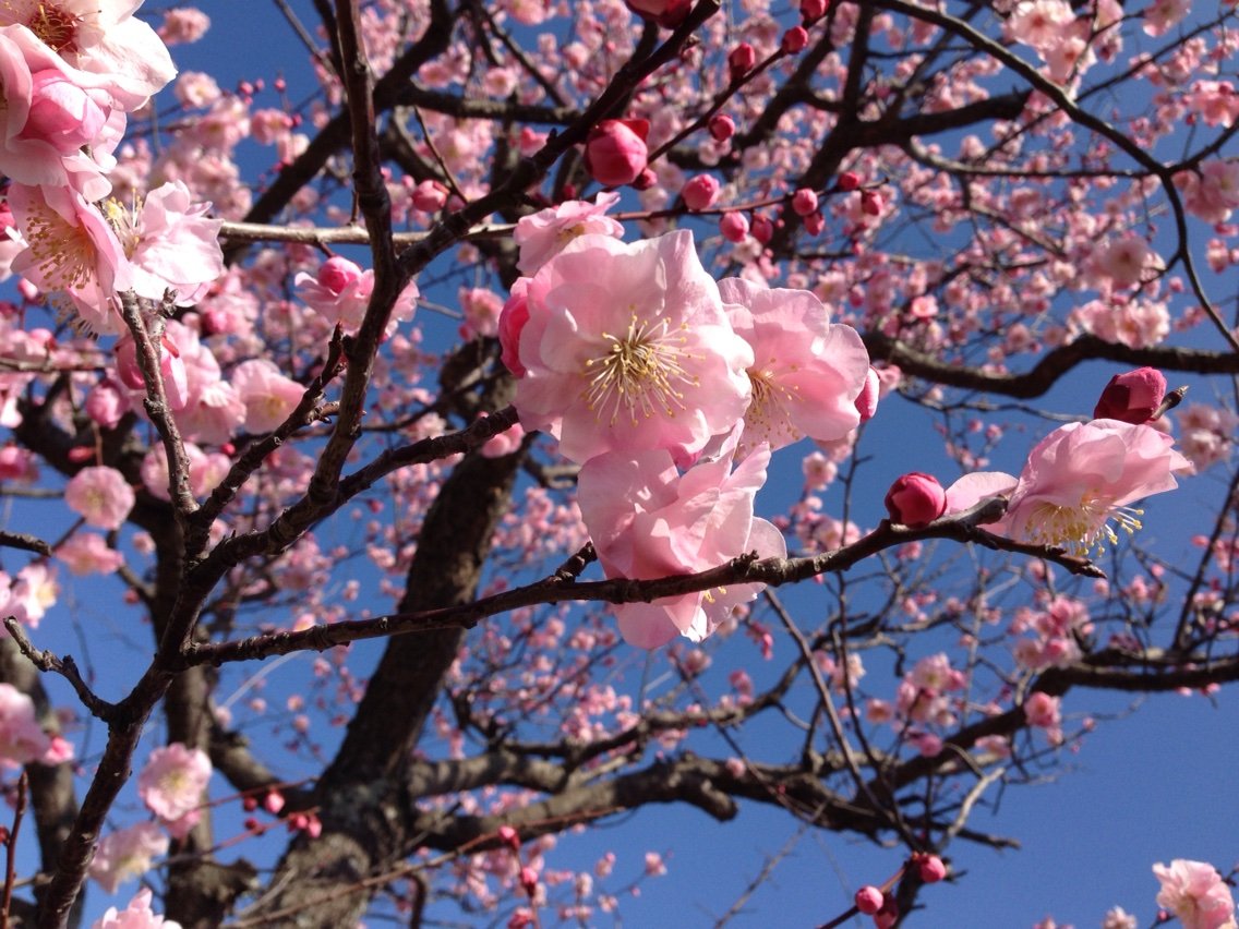 Japanese Plum Blossoms ume PuniPuniJapan Japanese Plum Blossoms ume PuniPuniJapan