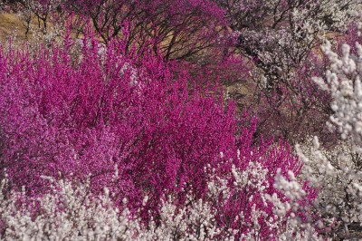 japanese plum blossoms