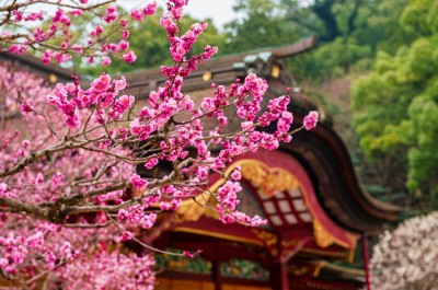 japanese plum blossoms