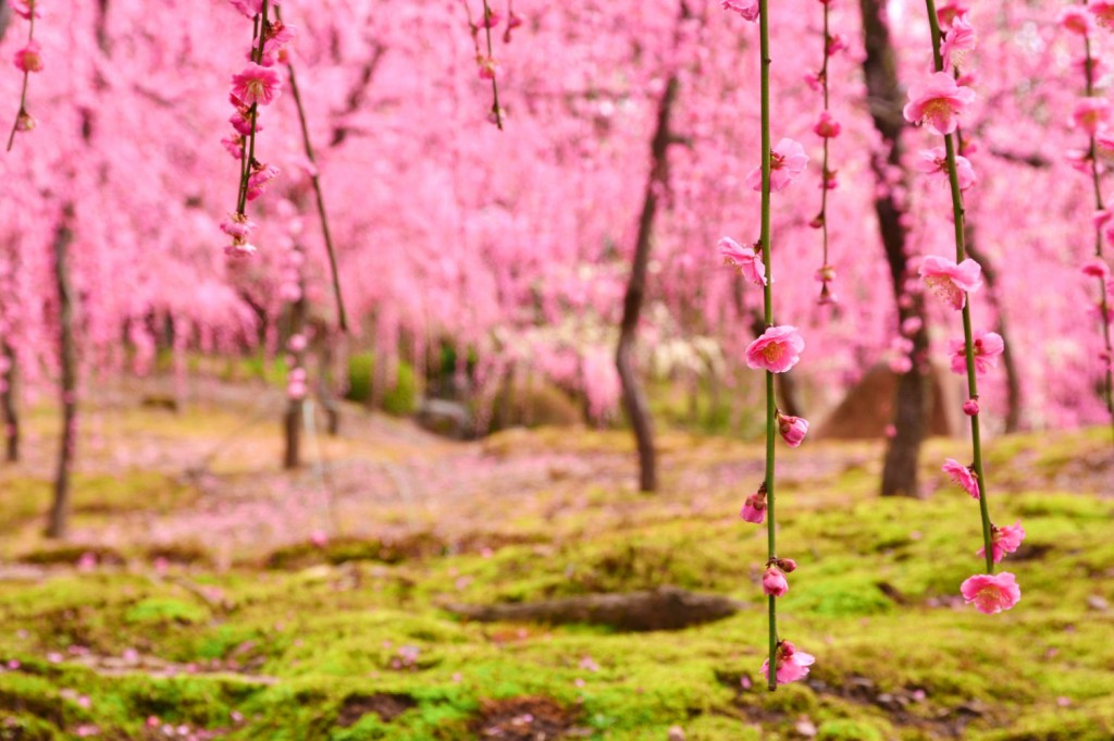 Japanese Plum Blossoms – 梅 (ume)