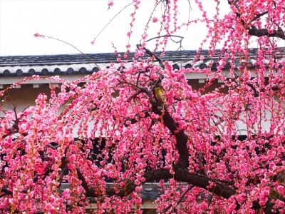 japanese plum blossoms