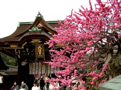 japanese plum blossoms