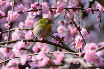 japanese plum blossoms