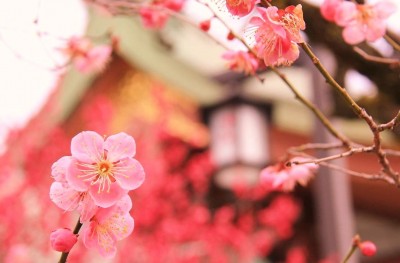 japanese plum blossoms