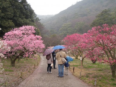 japanese plum blossoms