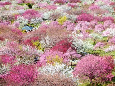 japanese plum blossoms