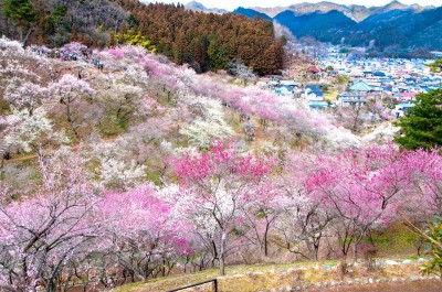 japanese plum blossoms