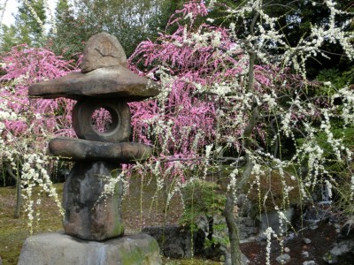 japanese plum blossoms